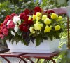 BEGONIA MIX